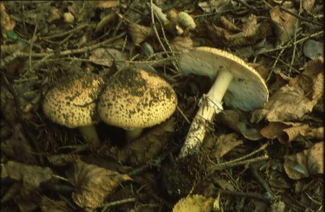 Spitzschuppiger Stachelschirmling (Echinoderma asperum ) - © Helmut Pidlich-Aigner